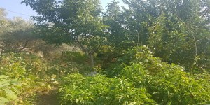 Menteşe - Kızılağaç Satılık Arsa