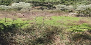 Ula - Gökçe Satılık Arsa