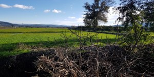 Ula - Çıtlık Satılık Arsa