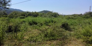 Menteşe - Menteşe Satılık Arsa