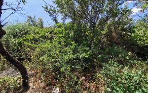 Marmaris - Turgut Satılık Arsa