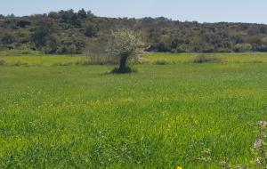 Ula  - Gökçe Satılık Arsa