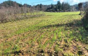 Ula  - Portakallık Satılık Arsa